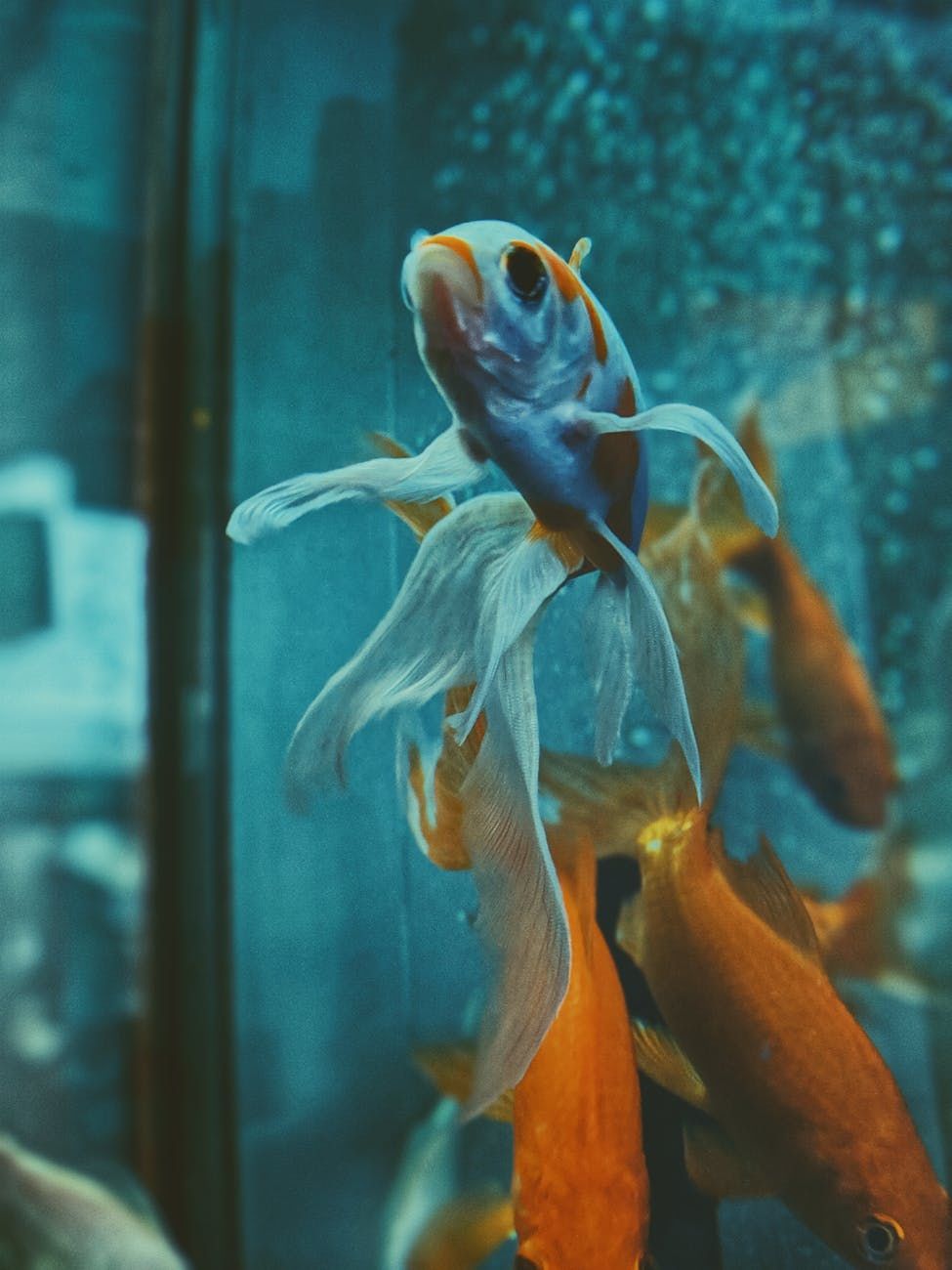 Safety Tips For Fish Tanks At Home